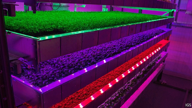 ospraie-ag-science-New ways to make vertical farming stack up
