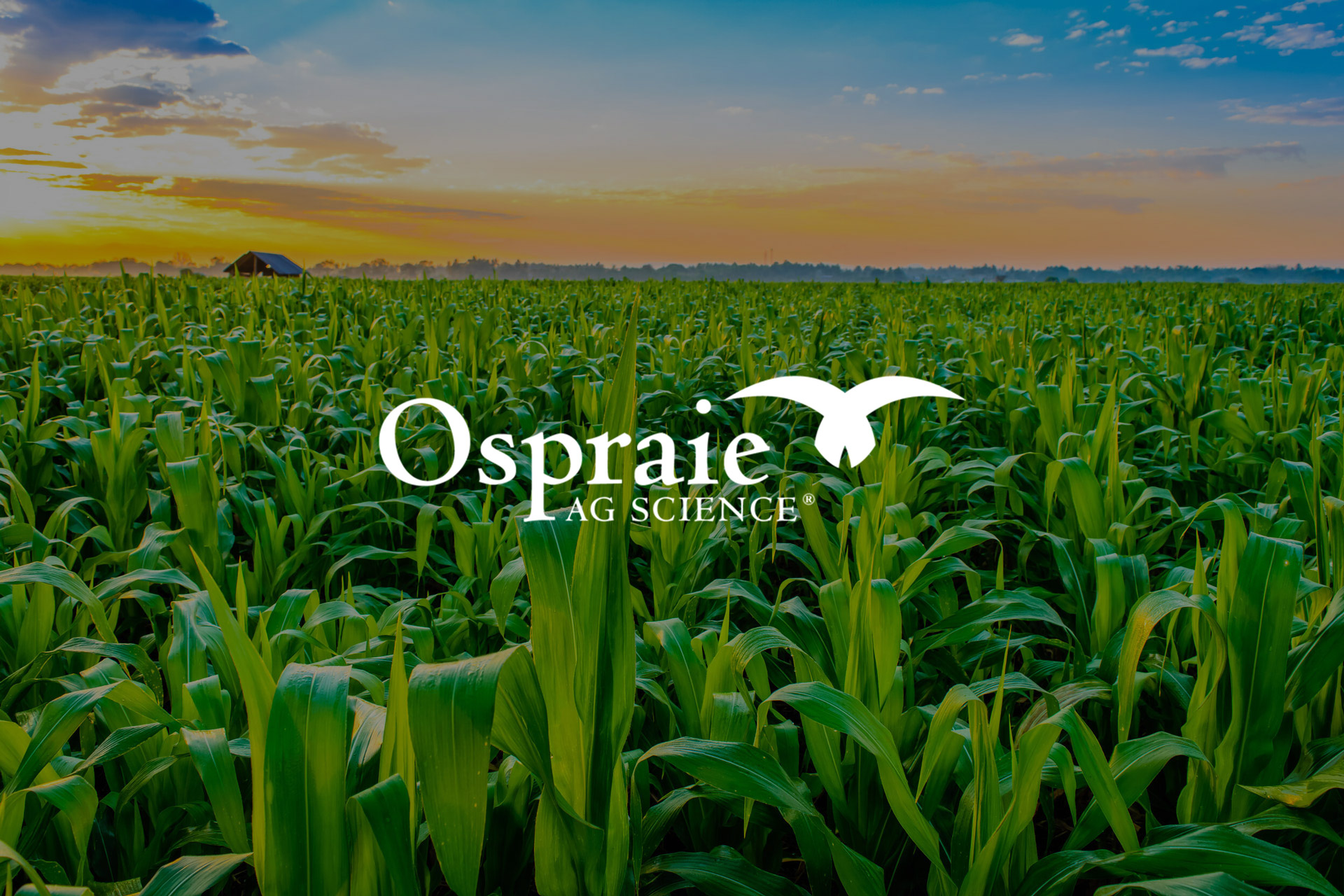 Ospraie Ag Sciences photo