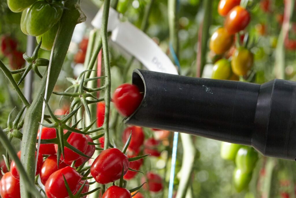 Syngenta and Four Growers, Inc. Collaborate on Robotic Tomato Harvesting - Ospraie AG Science