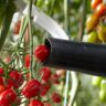 Syngenta and Four Growers, Inc. Collaborate on Robotic Tomato Harvesting - Ospraie AG Science